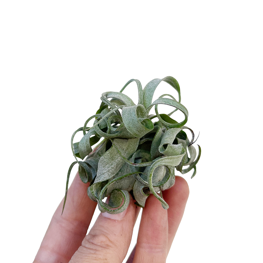 Tillandsia streptophylla