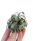 Tillandsia streptophylla