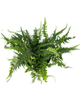 Asplenium ebenoides (Dragon's Tail Fern)