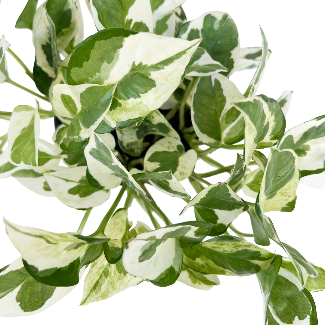 Epipremnum pinnatum 'Njoy'