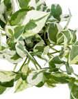 Epipremnum pinnatum 'Njoy'