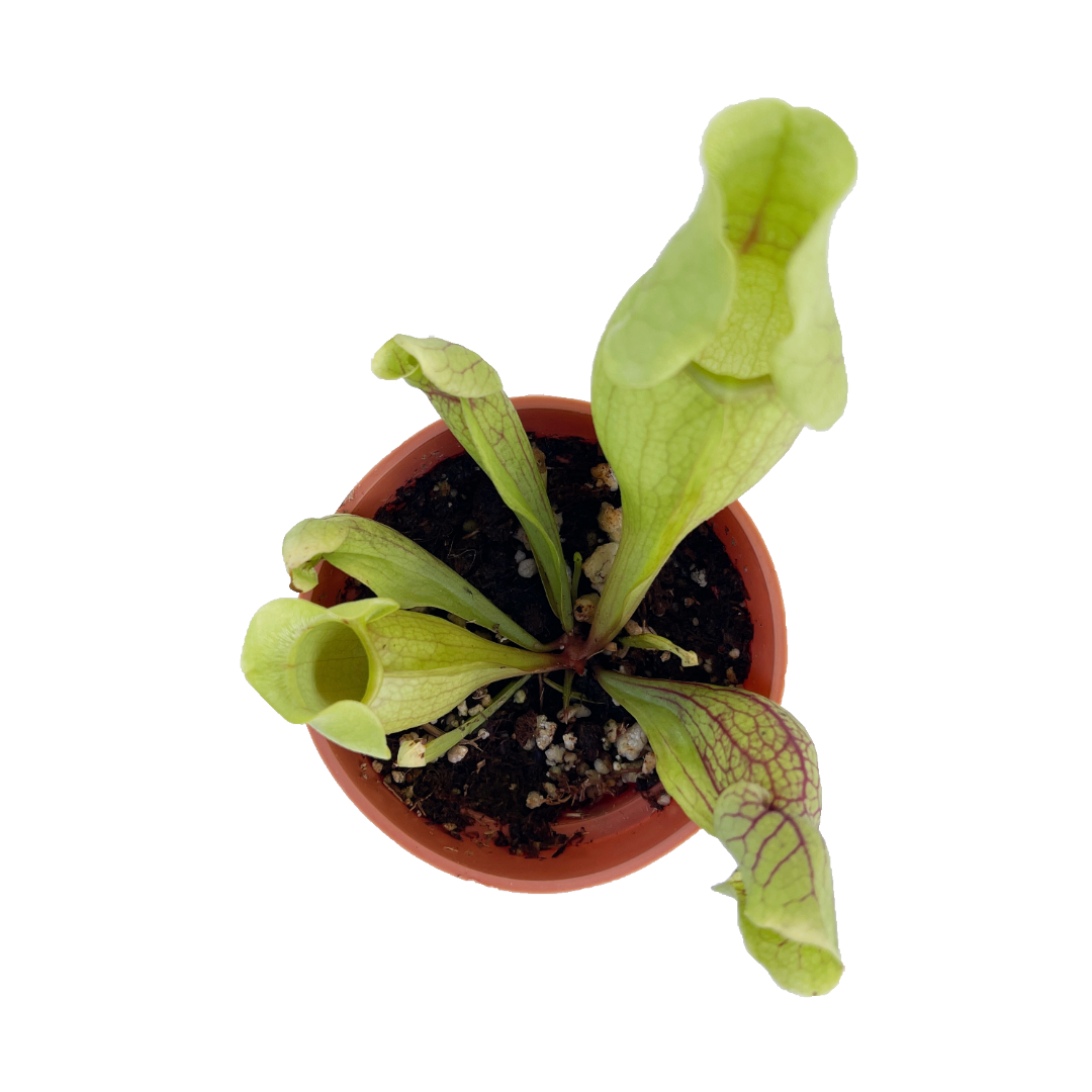 Sarracenia purpurea