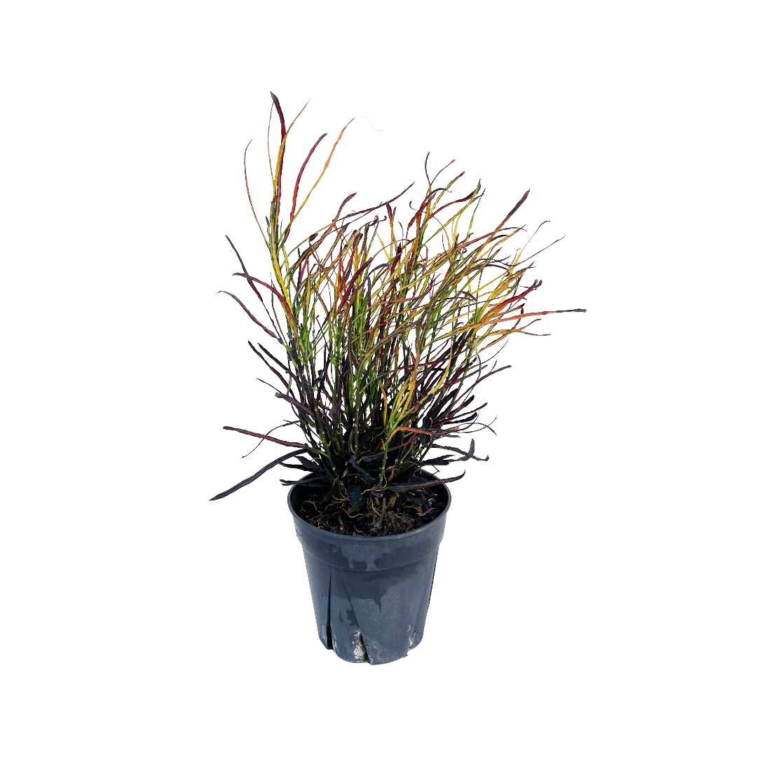 Croton codiaeum 'Picasso's Paintbrush'