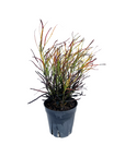 Croton codiaeum 'Picasso's Paintbrush'