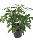 Schefflera arboricola (Dwarf Umbrella Tree)