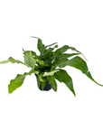 Microsorum musifolium 'Crocydyllus'
