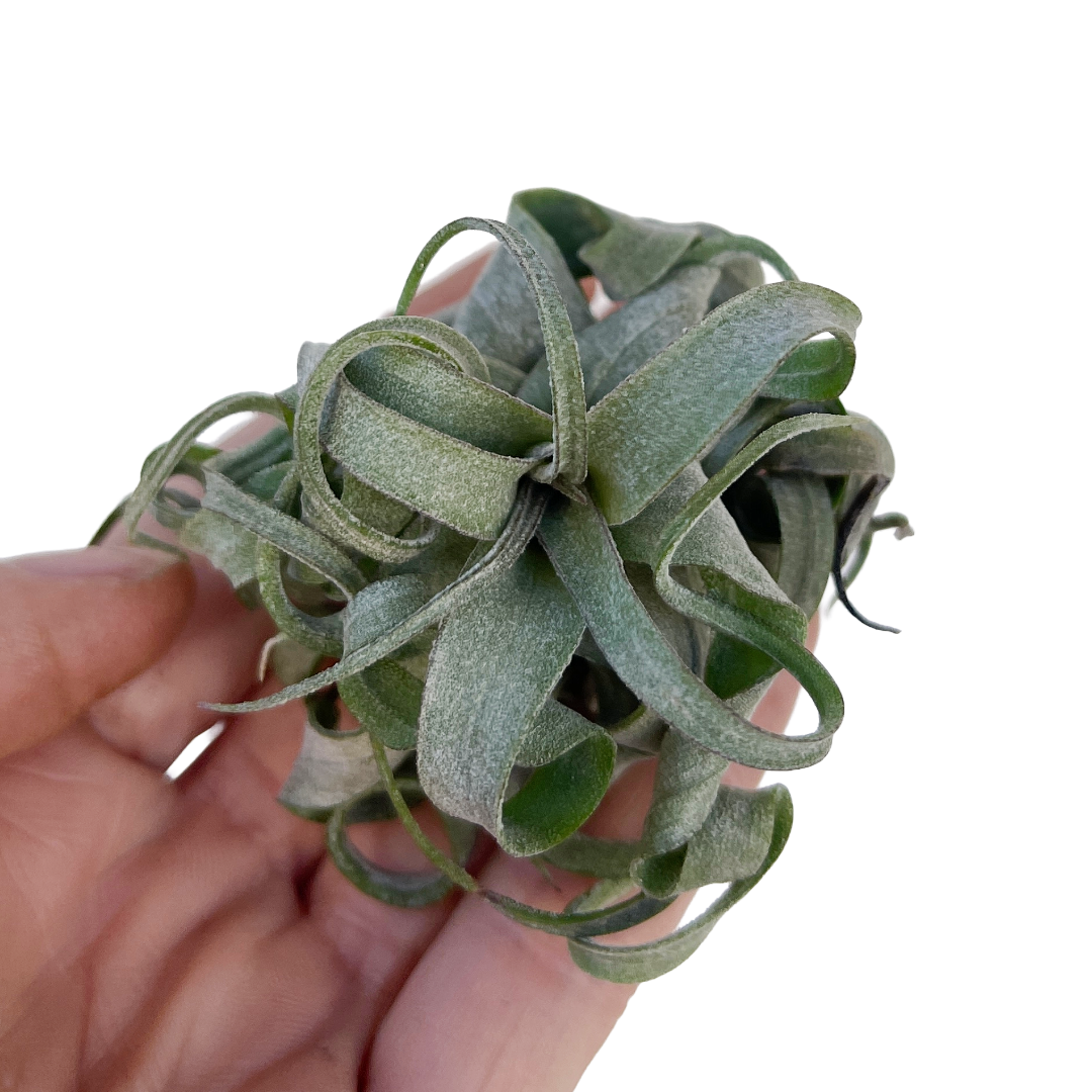 Tillandsia streptophylla - Thumbnail 2