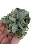 Tillandsia streptophylla