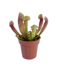 Sarracenia 'Meerkat Mob'