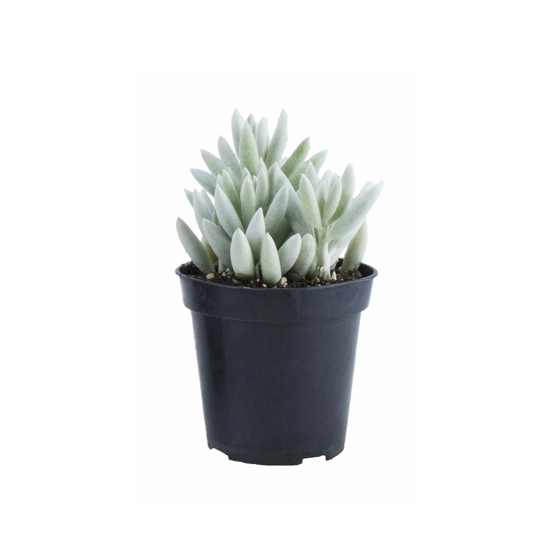 cocoon plant succulent Senecio haworthii (Cocoon Plant) – Diameter Plants