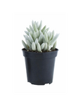Senecio haworthii (Cocoon Plant)