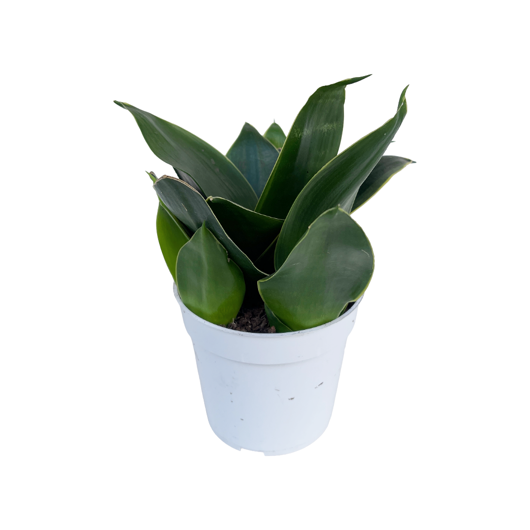 sansevieria trifasciata black gold snake plant Sansevieria trifasciata 'Black Gold' – Diameter Plants