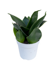 Sansevieria trifasciata  'Black Gold'