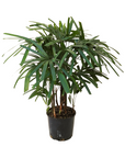 Rhapis excelsa (Lady Palm)