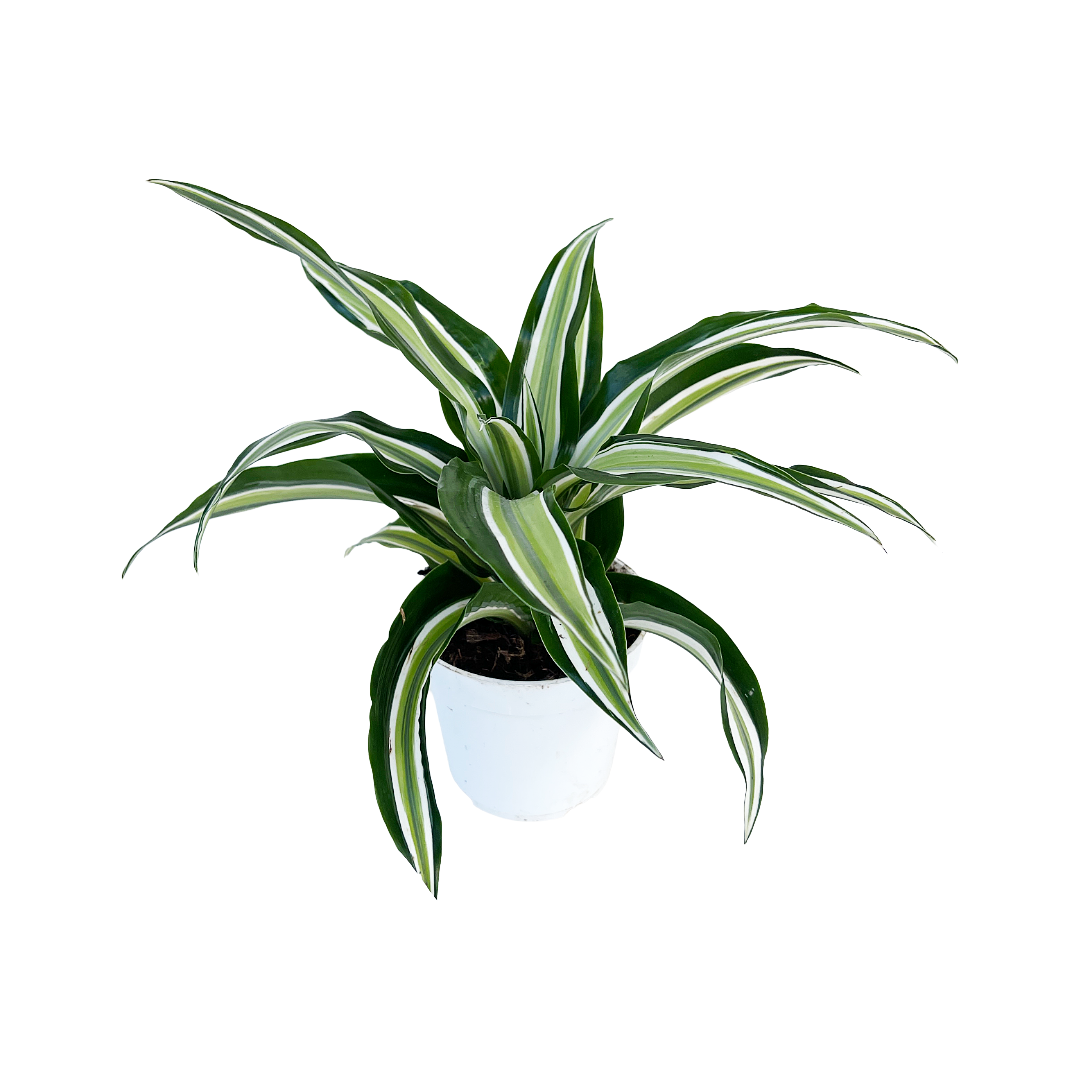 Dracaena fragrans 'Kanzi'