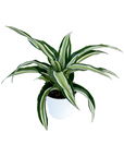 Dracaena fragrans 'Kanzi'
