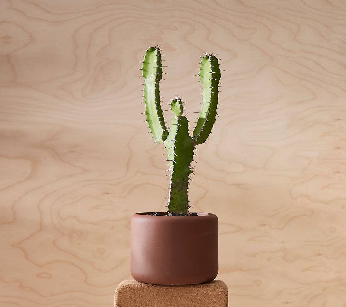 Botany Porcelain Pot