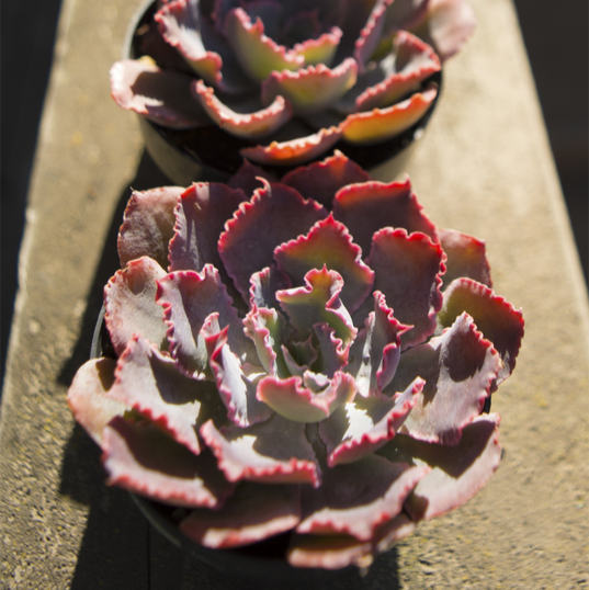 Echeveria 'Neon Breakers' - Thumbnail 4