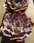 Echeveria 'Neon Breakers'