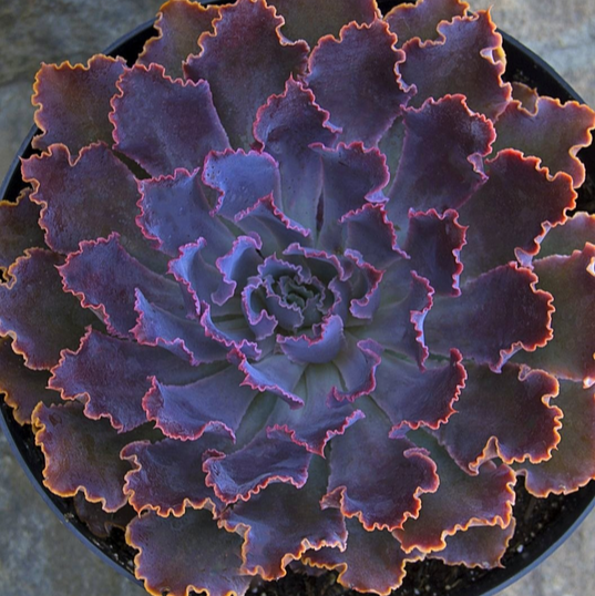 Echeveria 'Neon Breakers' - Thumbnail 2