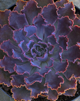 Echeveria 'Neon Breakers'