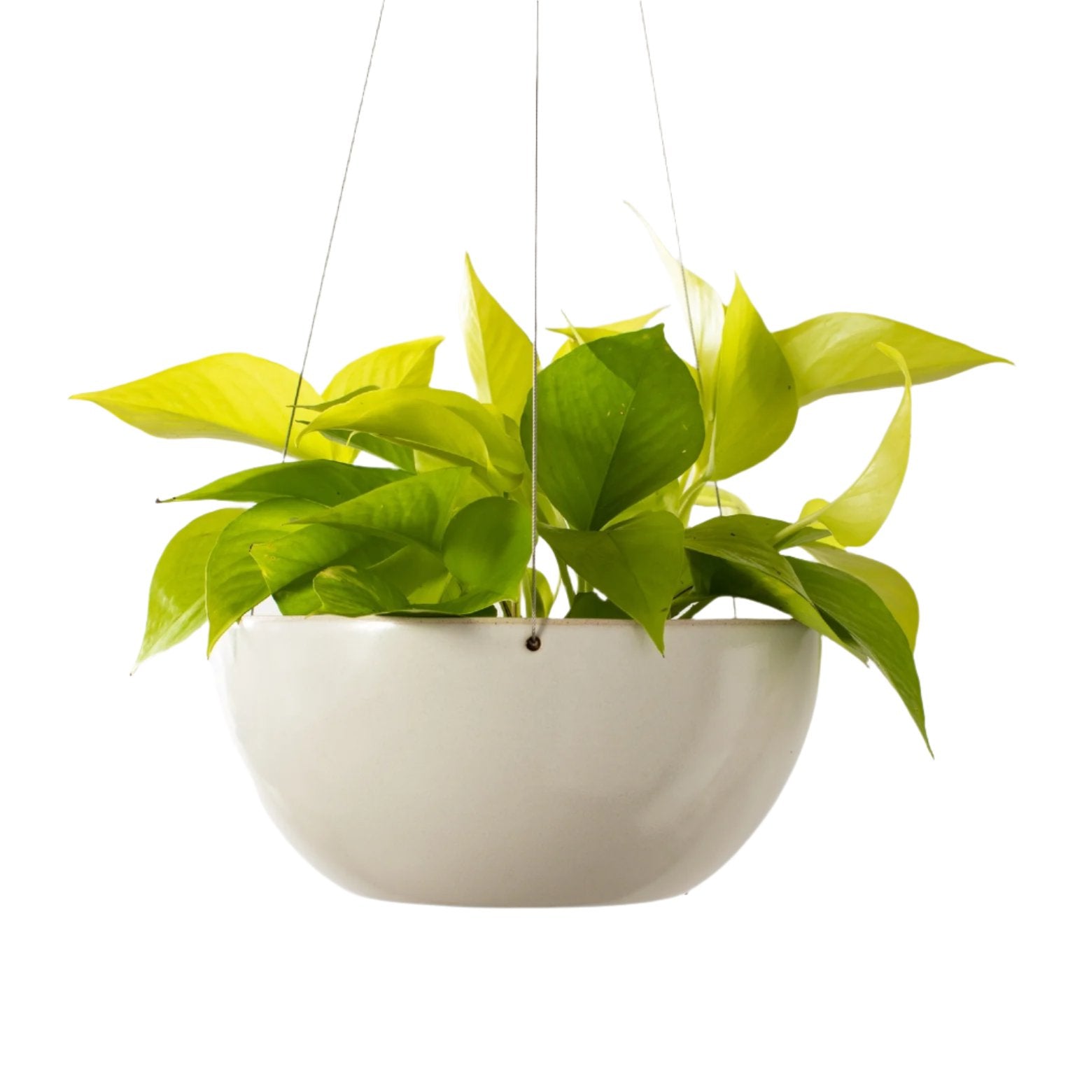 minimal hanging planter Minimal Hanging Planter – Diameter Plants