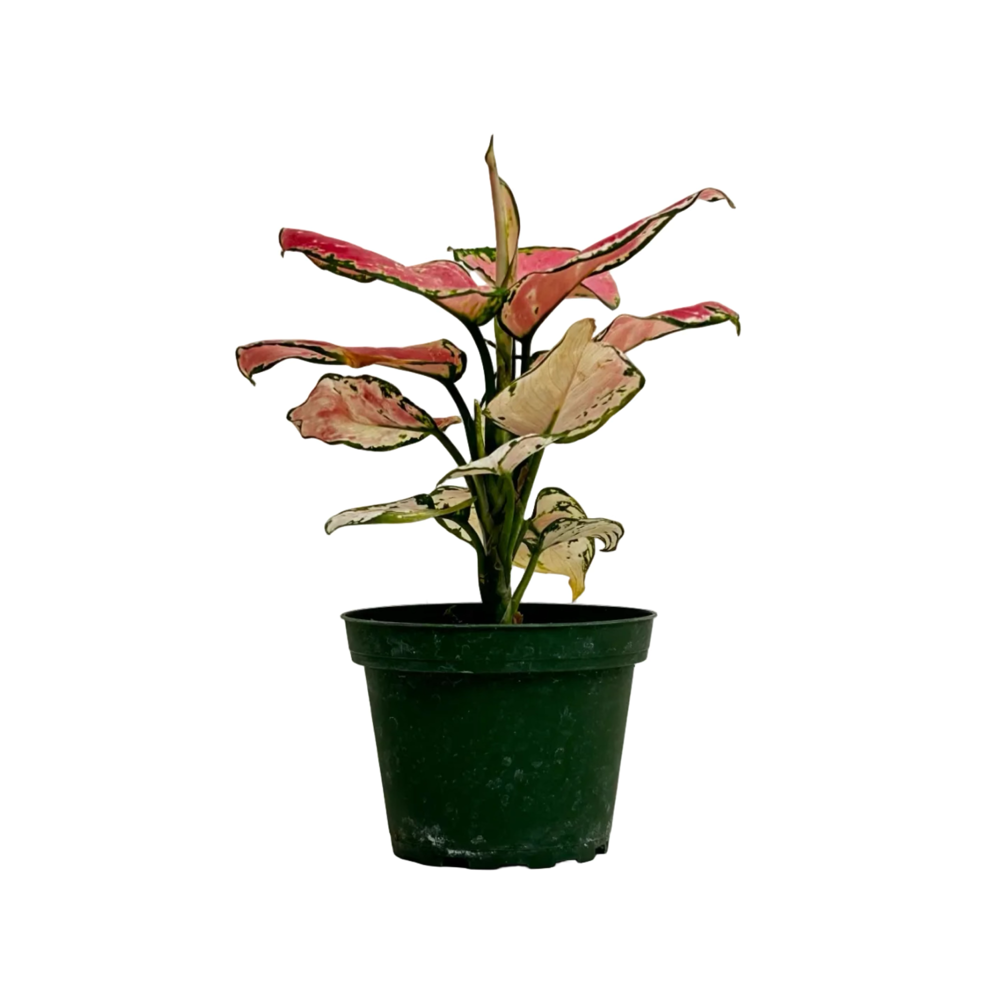 Aglaonema commutatum 'Lucky Red'
