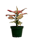 Aglaonema commutatum 'Lucky Red'