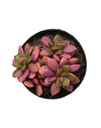 Anacampseros telephiastrum 'Variegata'
