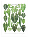 Anthurium Species Print