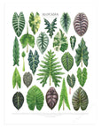 Alocasia Species Print