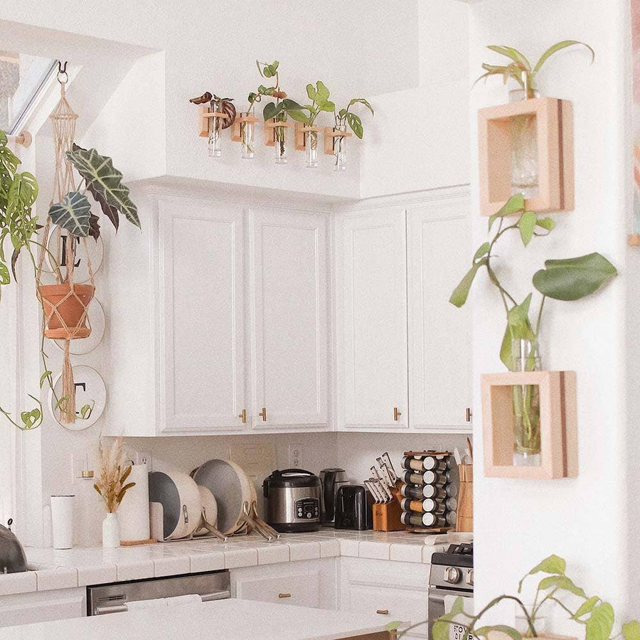 Maple Propagation Wall Hanger