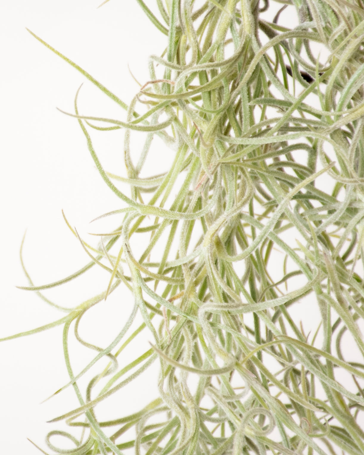 Tillandsia usneoides (Spanish Moss)