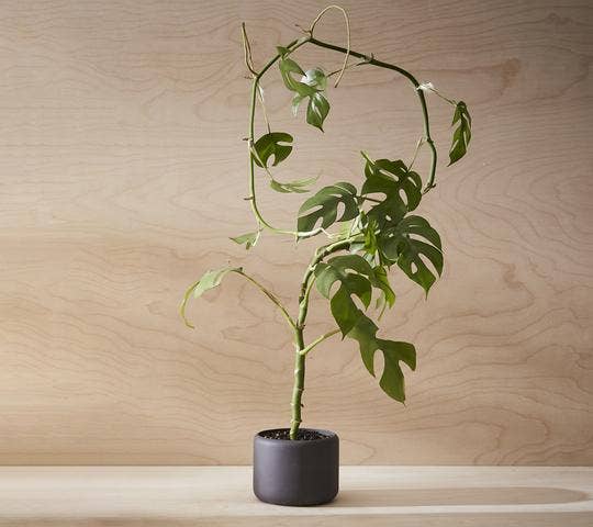 Botany Porcelain Pot