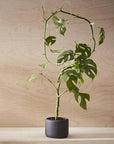 Botany Porcelain Pot