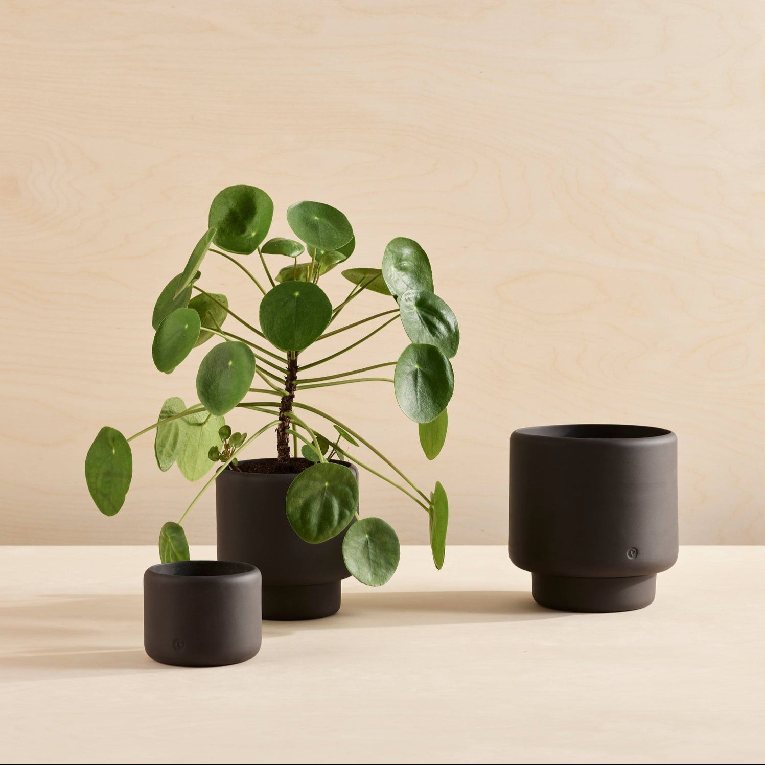 Botany Porcelain Pot