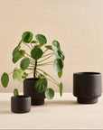 Botany Porcelain Pot
