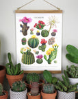 Flowering Cactus Species Print