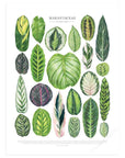 Marantaceae Species Print