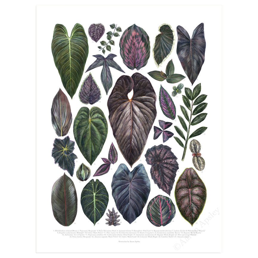 Dark Houseplant Varieties Print