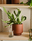 Botany Porcelain Pot