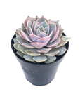 Echeveria 'Angel Kissed'