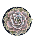 Echeveria 'Angel Kissed'