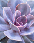 Echeveria 'Perle Von Nurnberg'