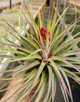 Tillandsia fasciculata x velutina