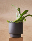 Botany Porcelain Pot