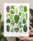 Ficus Species Print