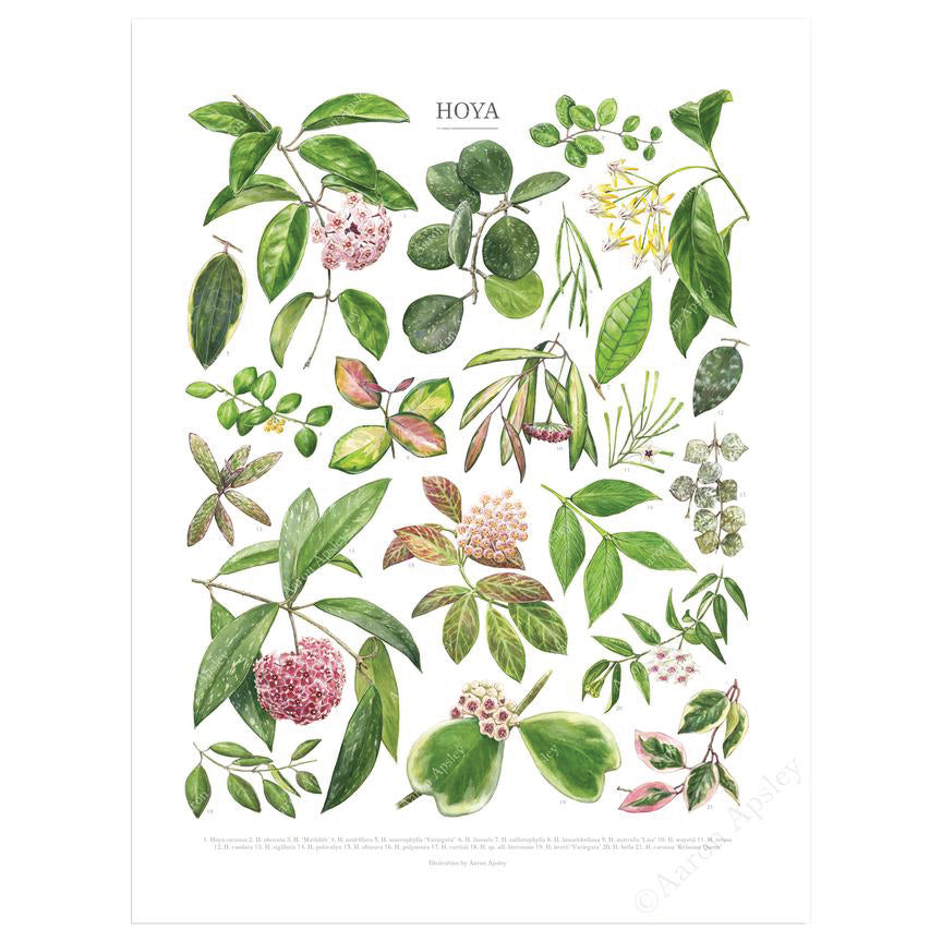 Hoya Species Print