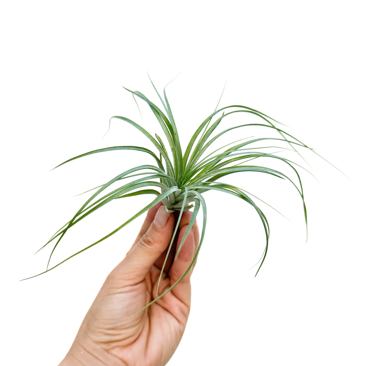 Tillandsia stricta