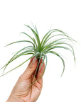 Tillandsia stricta